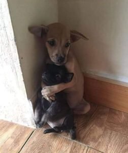 Lucy peluk puppy