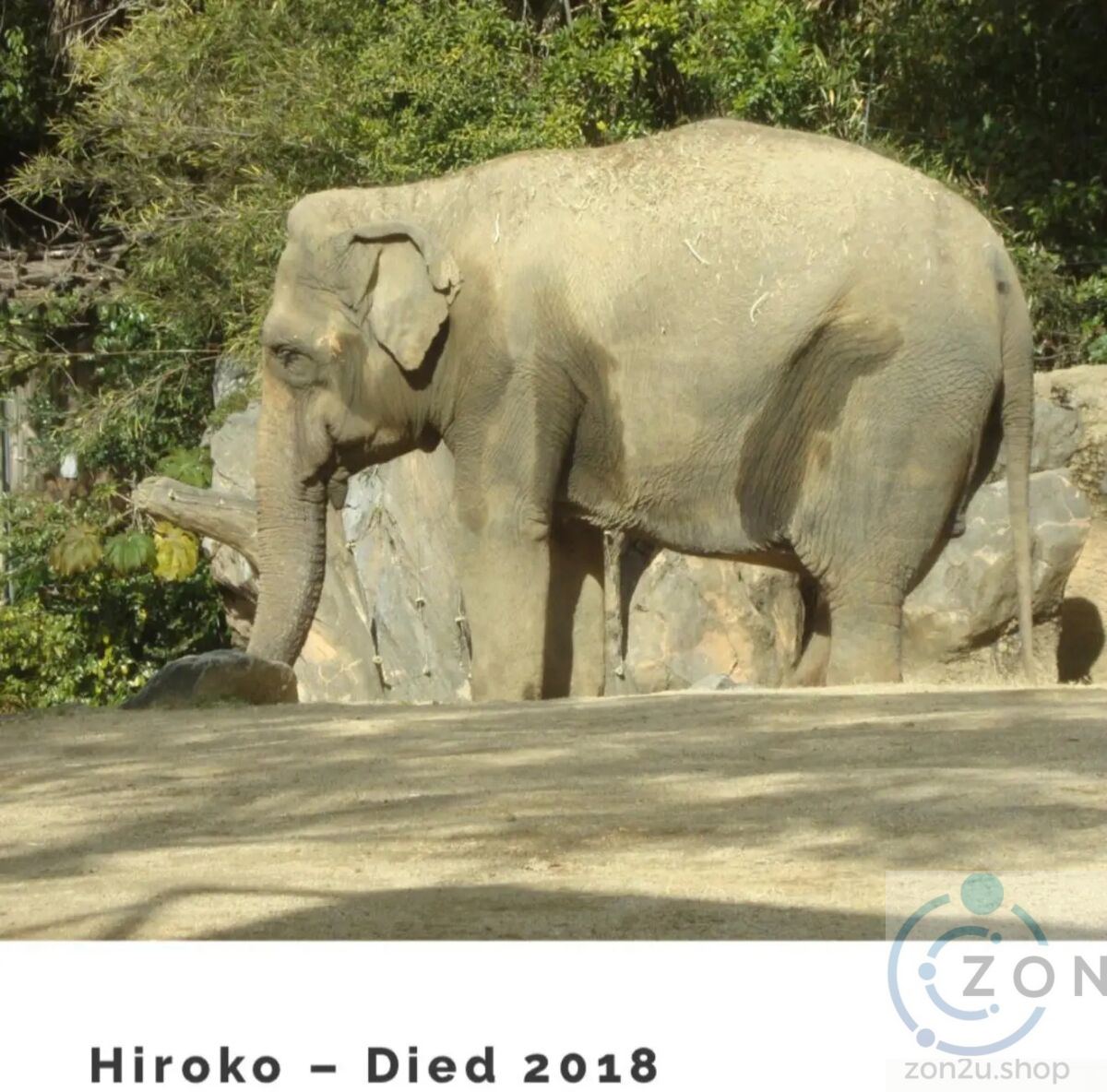Tragedi Hiroko Tennoji Zoo