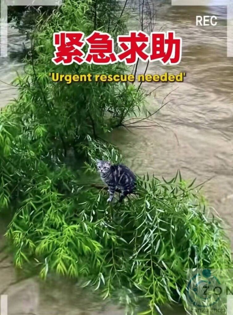 Tabby cat trapped on a leafy bush surrounded by rushing floodwater with text overlay: Urgent rescue needed
