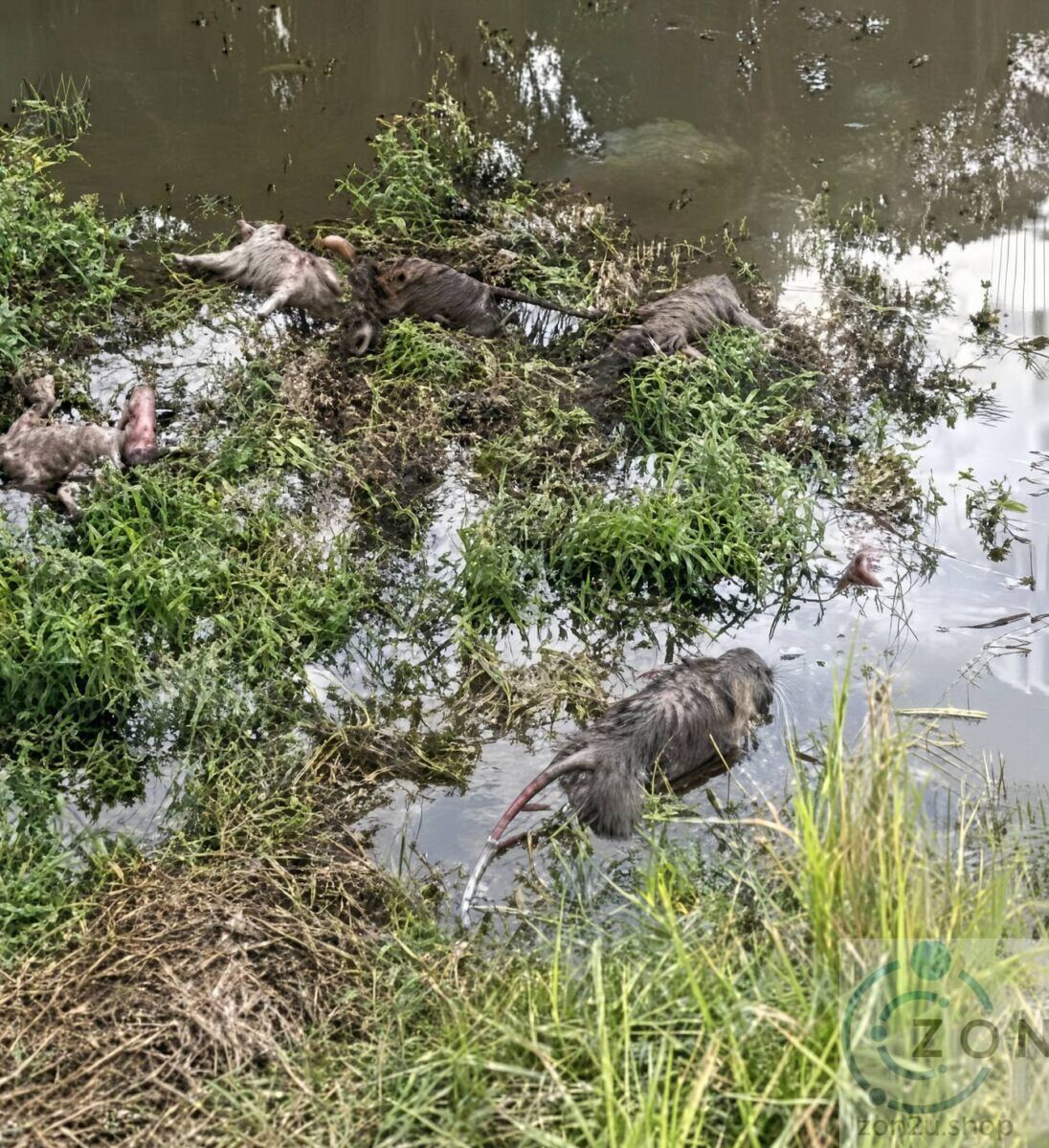 Several nutria on grassy patches along a shallow waterway, with one swimming in the river