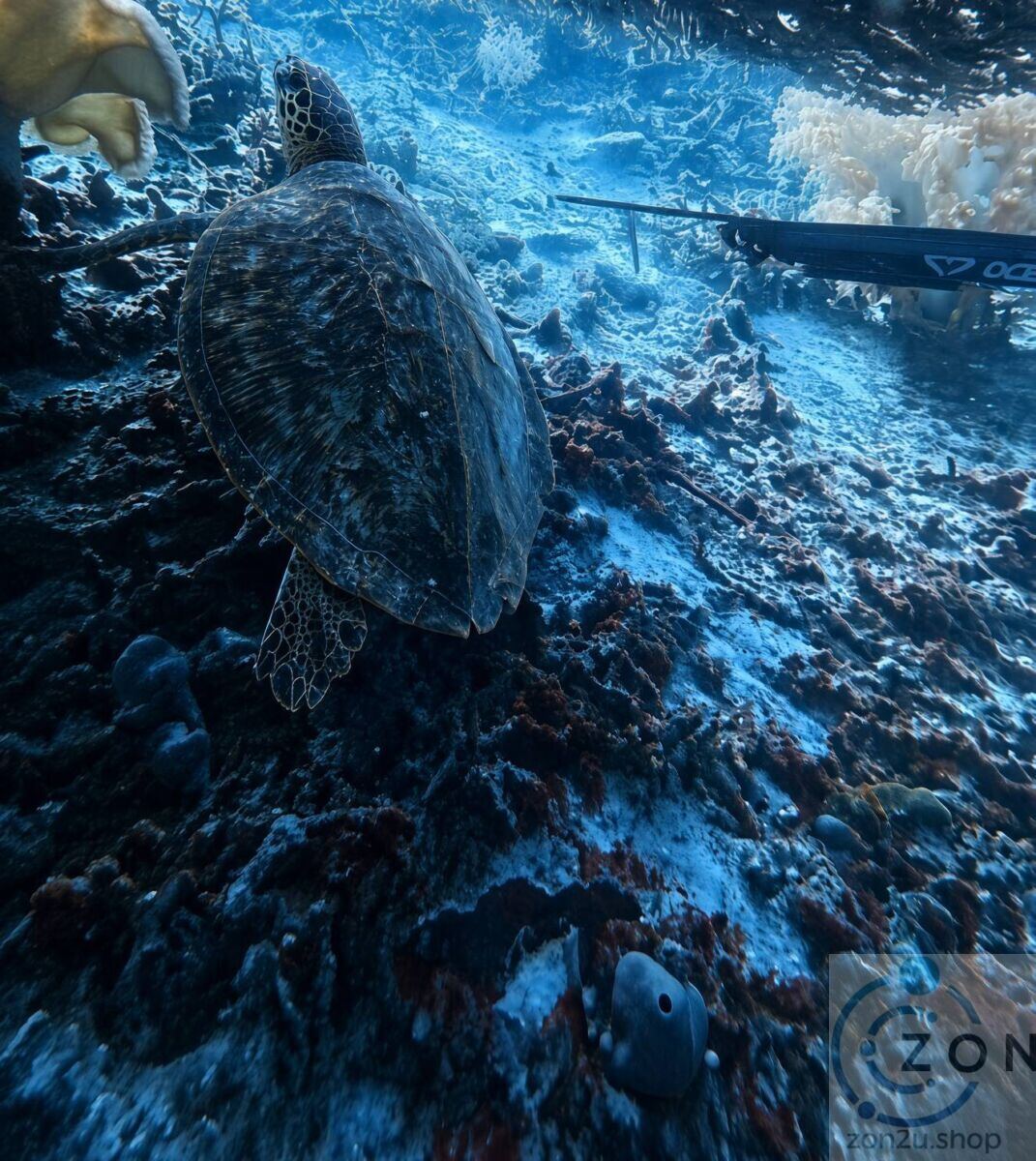 Sea turtle swimming over a coral reef underwater with a speargun nearby