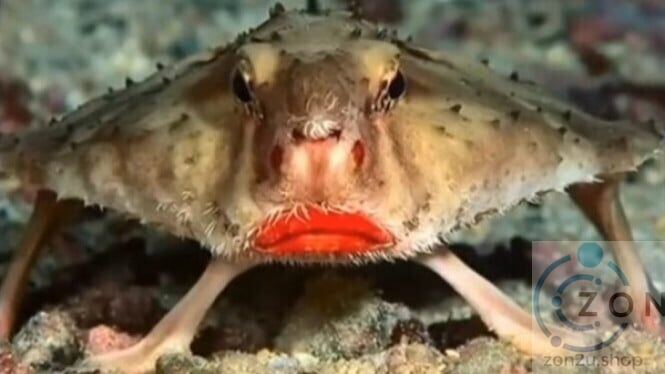 Red-lipped batfish resting on the ocean floor, facing forward with prominent bright red lips