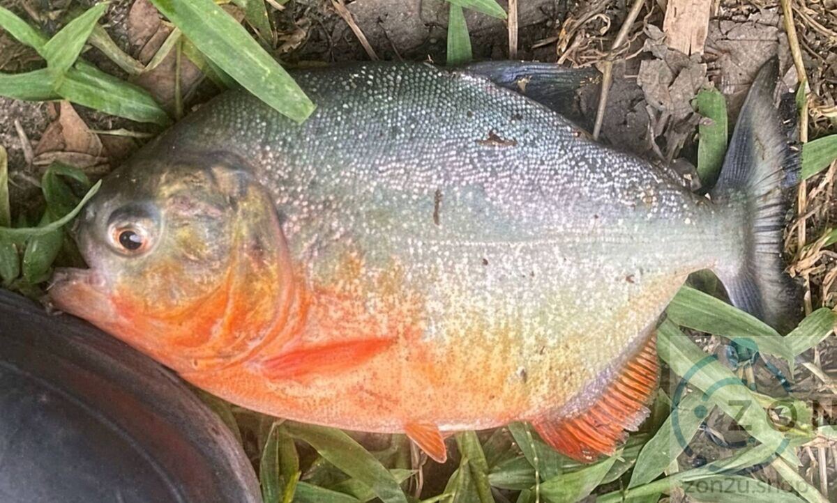 Red-bellied piranha lying on grass, showing its silver body, speckled skin, and bright orange-red underbelly