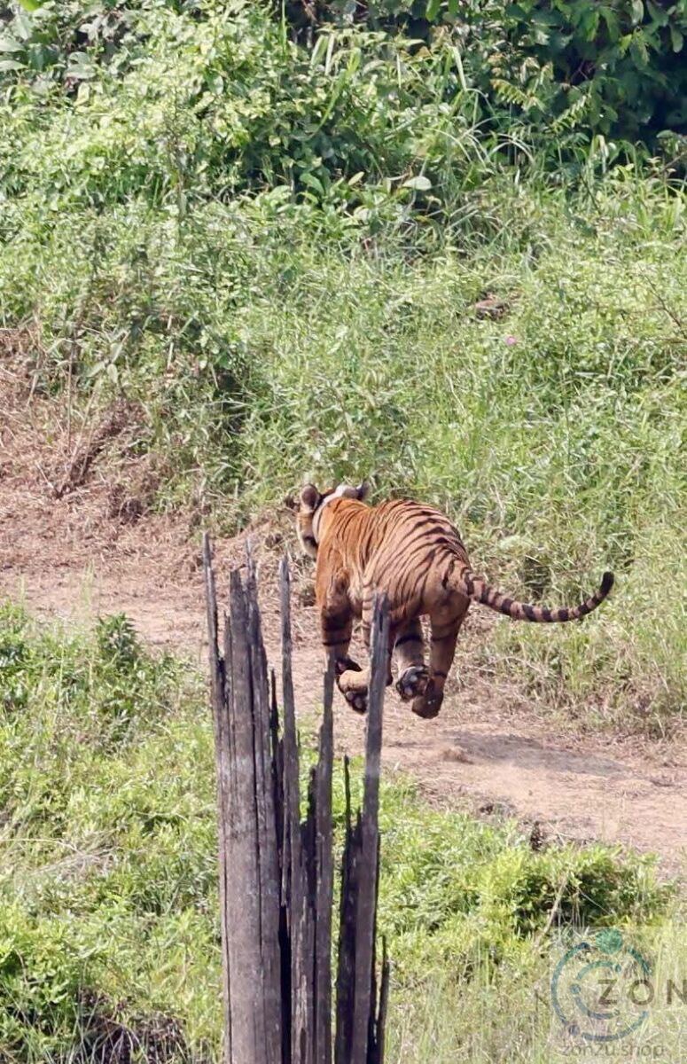 A tiger running away along a dirt path, mid-stride with all four paws off the ground